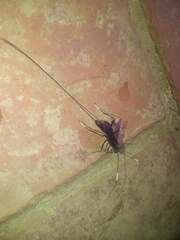 Dotocryptus bellicosus