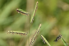 Paspalum denticulatum