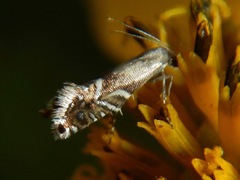 Glyphipteriginae