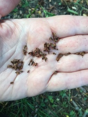 Rumex obtusifolius obtusifolius