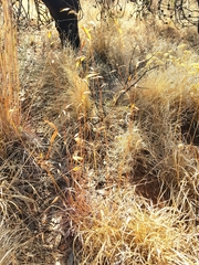 Monocymbium ceresiiforme