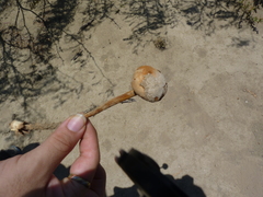 Battarrea