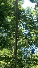 Pantherophis spiloides