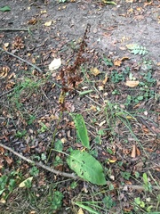 Rumex obtusifolius obtusifolius