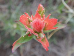 Castilleja miniata miniata