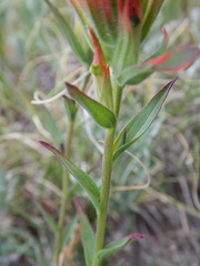 Castilleja miniata miniata