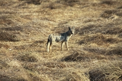 Lupulella adusta adusta