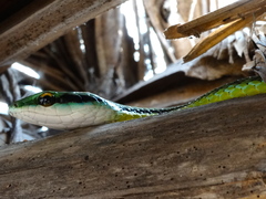 Leptophis diplotropis