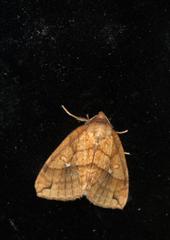 Xanthia rectilineata