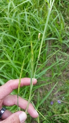 Rottboellia cochinchinensis
