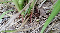 Rottboellia cochinchinensis