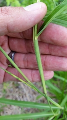 Rottboellia cochinchinensis