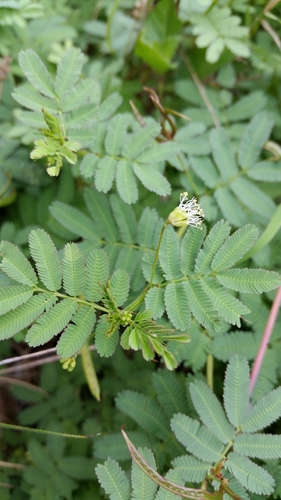 Desmanthus virgatus