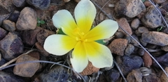 Moraea luteoalba