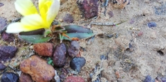 Moraea luteoalba