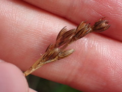 Juncus squarrosus