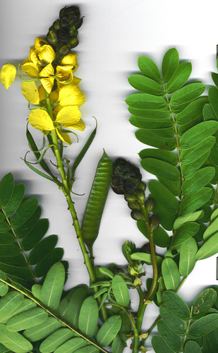 Peanut-Butter Cassia