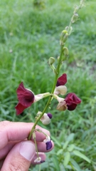 Macroptilium lathyroides