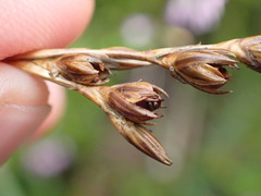 Juncus squarrosus