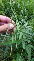 Macroptilium lathyroides