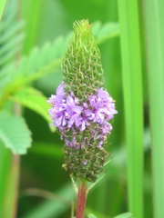 Dalea foliosa