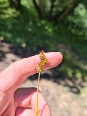 Carex leporina