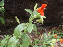 Erythranthe cinnabarina
