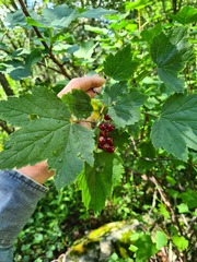 Ribes biebersteinii