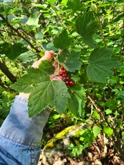 Ribes biebersteinii
