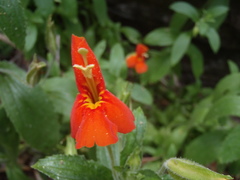 Erythranthe cinnabarina