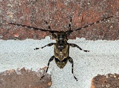 Graphisurus triangulifer