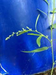 Chenopodium standleyanum