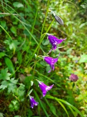 Campanula collina