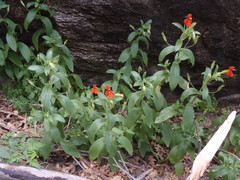 Erythranthe cinnabarina