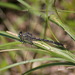 Pond Clubtails - Photo (c) Kent Miller, some rights reserved (CC BY-ND), uploaded by Kent Miller