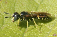 Philanthus lepidus
