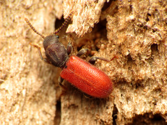 Zenodosus sanguineus