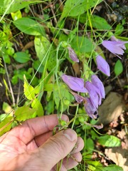 Campanula collina