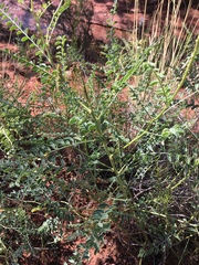 Peteria thompsoniae