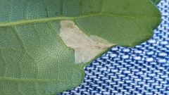 Phyllonorycter geniculella
