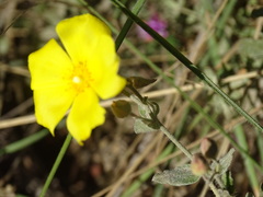 Cistus lasianthus alyssoides