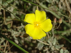 Cistus lasianthus alyssoides