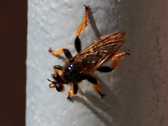 Pogonosoma maroccanum