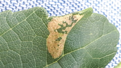 Phyllonorycter geniculella