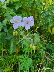 Geranium ruprechtii