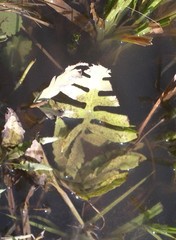 Rorippa amphibia