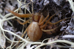 Philodromus rufus pacificus