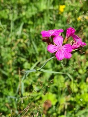 Dianthus ruprechtii