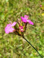 Dianthus ruprechtii