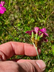 Dianthus ruprechtii